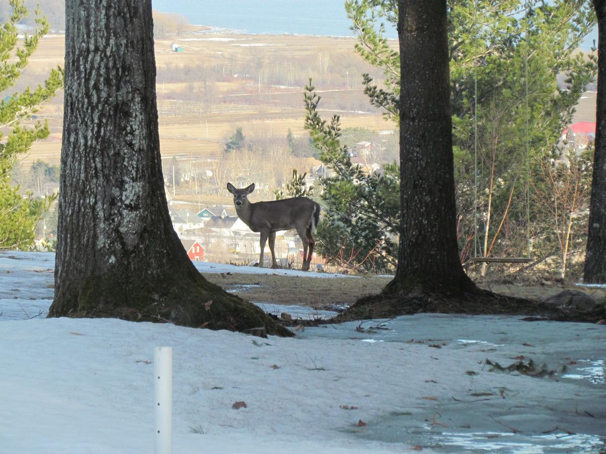 Les Chalets Sur Le Cap Saint Joachim Luaran gambar